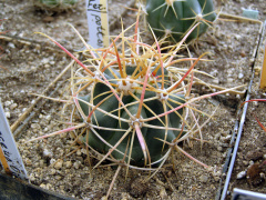 Ferocactus cylindraceus ssp. cylindraceus.JPG
