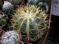 Ferocactus glaucescens 5.JPG