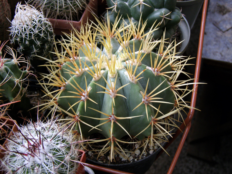 Файл:Ferocactus glaucescens 5.JPG
