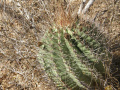 Ferocactus townsendianus