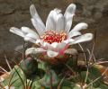 Gymnocalycium pfanzii 01.jpg