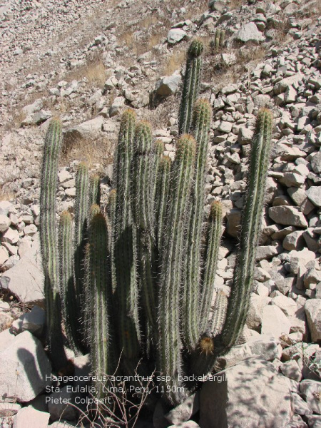 Файл:Haageocereus acranthus ssp. backebergii.jpg