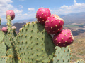 Opuntia chlorotica-4 lg.jpg