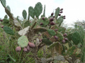 Opuntia ficus-indica
