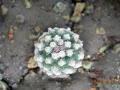 Pediocactus knowltonii 3.jpg