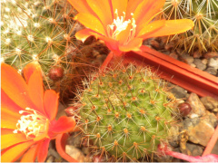 Rebutia tarijensis FR1140.jpg