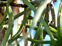 Selenicereus inermis.jpeg