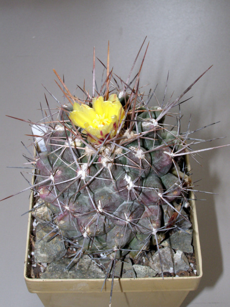 Файл:Thelocactus tulensis GM 217.JPG