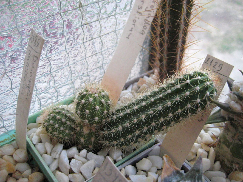 Файл:Arrojadoa rhodantha.jpg