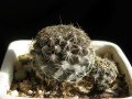 Copiapoa humilis ssp. humilis.jpg