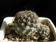 Copiapoa humilis ssp. humilis.jpg