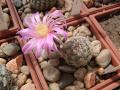 Echinocereus adustus ssp. adustus