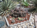 Echinocereus coccineus ssp. paucispinus 0.jpg