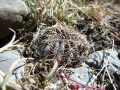 Echinopsis ancistrophora 2.JPG