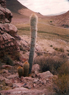 Echinopsis tarijensis ssp. tarijensis.jpg