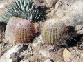 Ferocactus cylindraceus ssp. cylindraceus 5.JPG
