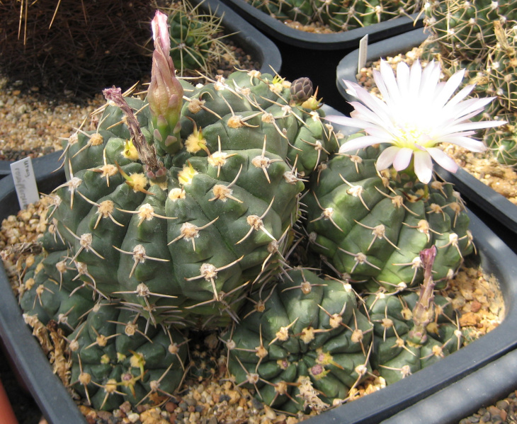 Файл:Gymnocalycium uruguayense.jpg