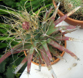Leuchtenbergia principis