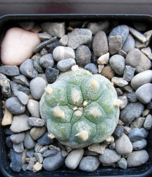 Файл:Lophophora fricii 06.JPG