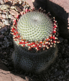 Mammillaria albilanata ssp. oaxacana.jpg
