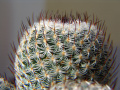 Mammillaria haageana var. elegans