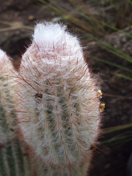 Файл:Micranthocereus violaciflorus 2.JPG