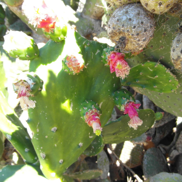 Файл:Nopalea cochenillifera 7.JPG