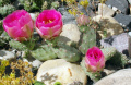 Opuntia aurea 4E.JPG