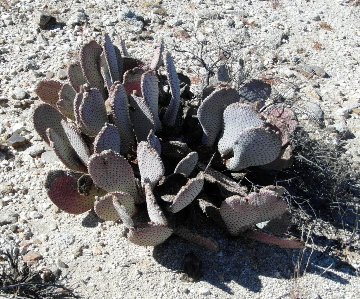 Файл:Opuntia basilaris 8.JPG
