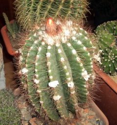 Parodia horstii 1.jpg