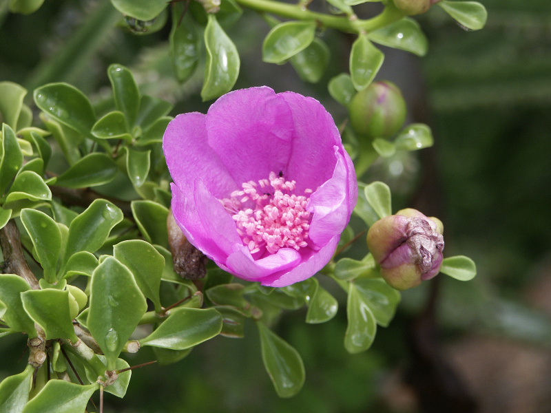 Файл:Pereskia portulacifolia 1.jpg