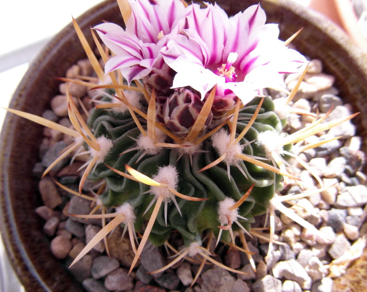 Файл:Stenocactus crispatus 4.JPG
