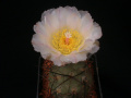 Tephrocactus alexanderi 3.jpg