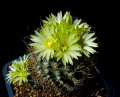 Turbinicarpus pseudomacrochele ssp. minimus praktikar.jpg