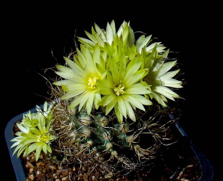 Файл:Turbinicarpus pseudomacrochele ssp. minimus praktikar.jpg