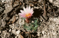 Turbinicarpus saueri ssp. knuthianus GM 212