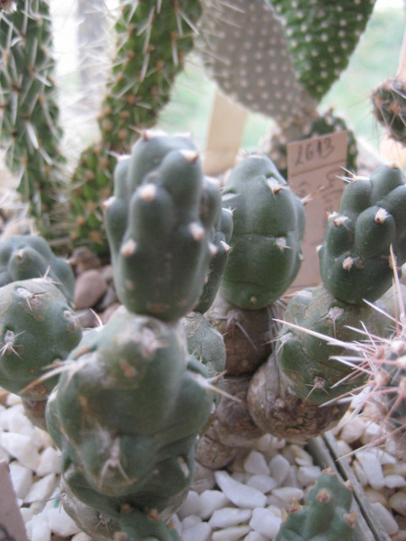 Файл:Cumulopuntia boliviana ssp. boliviana.jpg