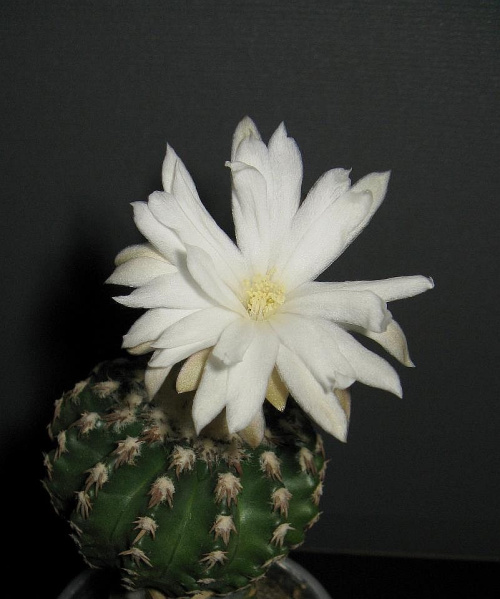 Файл:Discocactus horstii - zmei4o.jpg