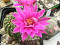 Echinocereus pulchellus ssp. pulchellus 1.jpg