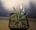 Leuchtenbergia principis 5.JPG