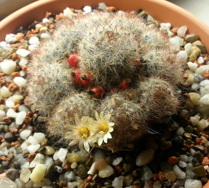 Файл:Mammillaria.prolifera ssp. texana.jpg