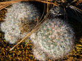 Mammillaria dehertiana ssp. dodsonii 04.jpg