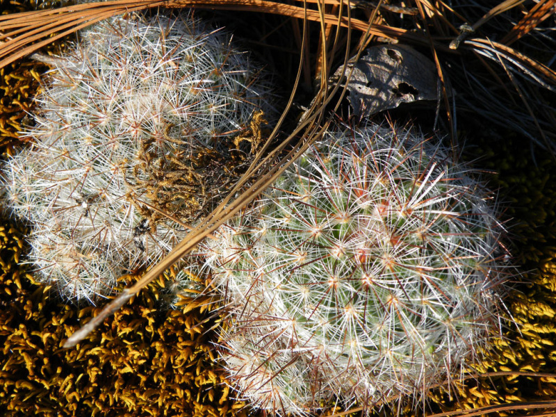 Файл:Mammillaria dehertiana ssp. dodsonii 04.jpg