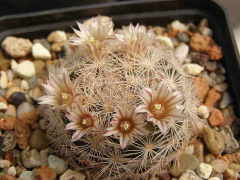 Mammillaria lasiacantha 1.jpg
