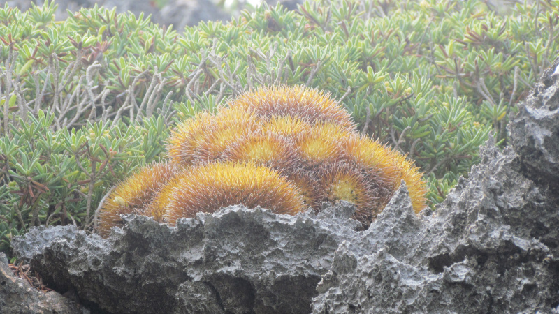 Файл:Mammillaria nivosa h.jpg