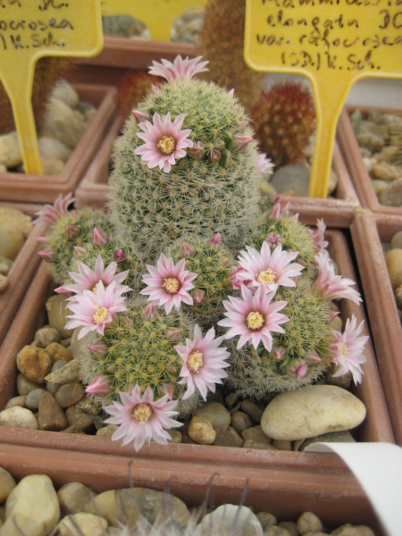 Файл:Mammillaria schiedeana ssp. giselae 1.jpg