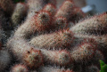 Mammillaria sphacelata ssp. viperina 3.jpg