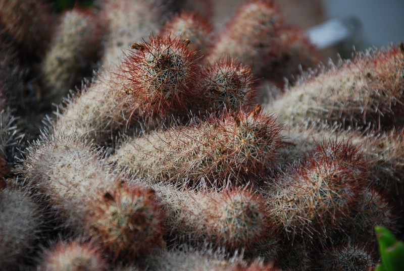 Файл:Mammillaria sphacelata ssp. viperina 3.jpg