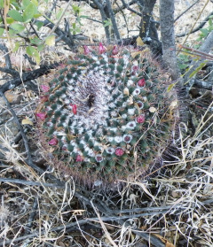 Mammillaria wagneriana 1.jpg