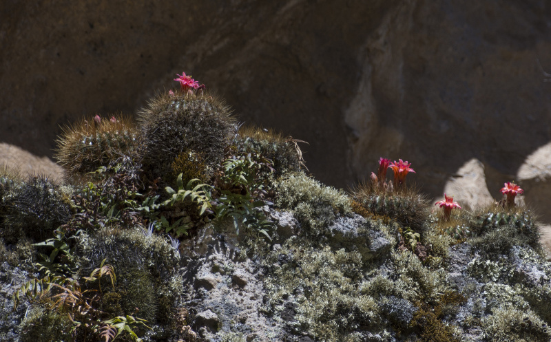 Файл:Matucana aurantíaca 5.jpg